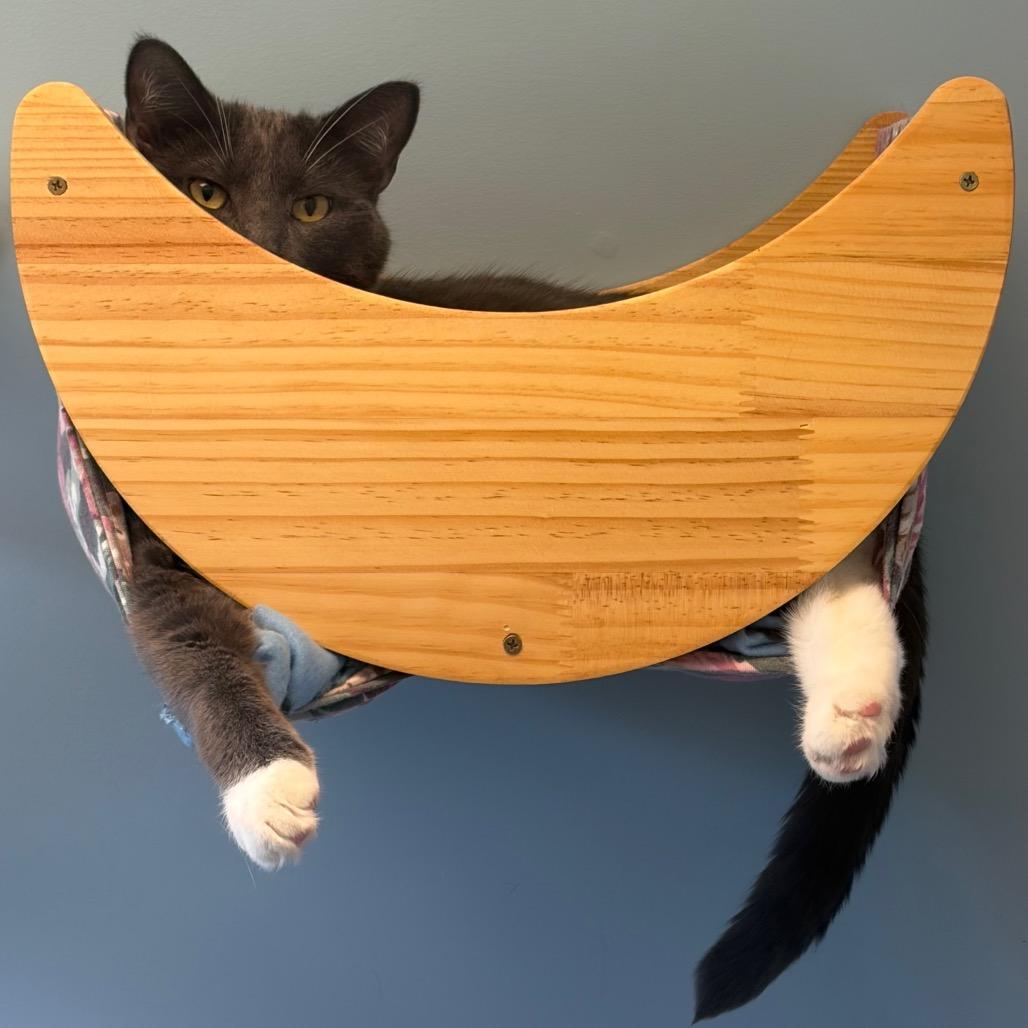 Chubby, a Adoptable Domestic Short Hair in Morrisville, VT image 1/3