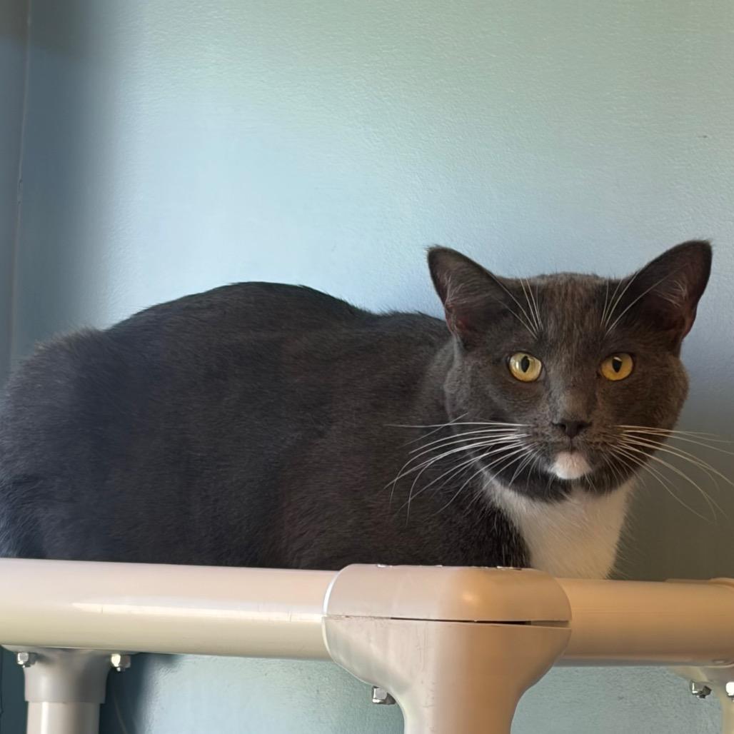 Chubby, a Adoptable Domestic Short Hair in Morrisville, VT image 2/3