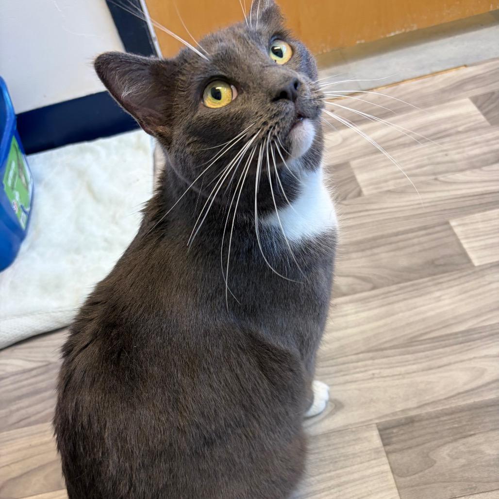 Chubby, a Adoptable Domestic Short Hair in Morrisville, VT image 3/3