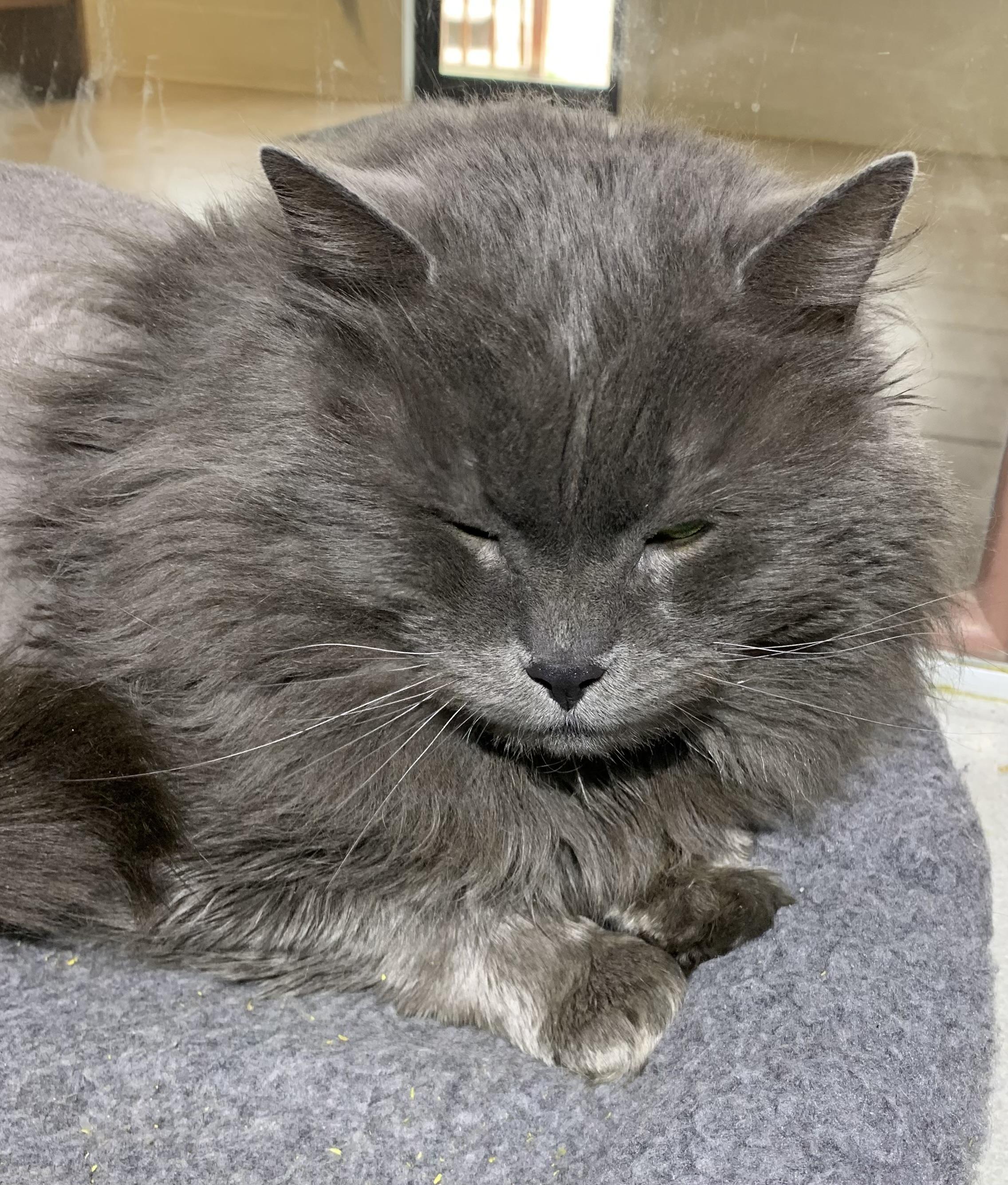 Blue, ADOPTABLE, Adult Male Domestic Long Hair & Maine Coon.