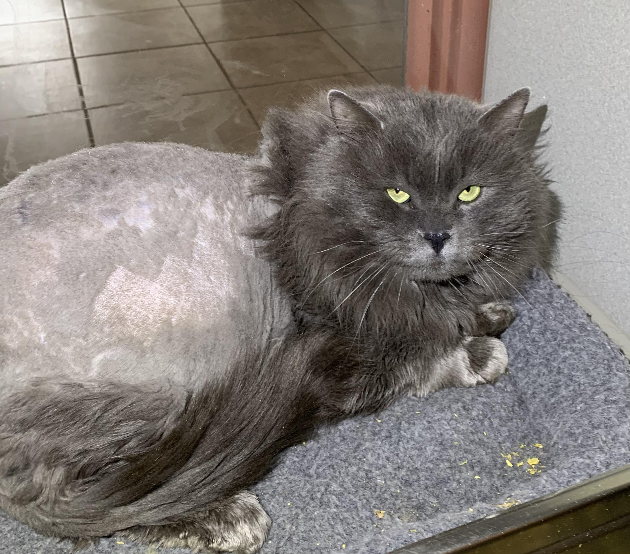 Enlarge Blue, a ADOPTABLE mixed breed in Massena, NY image 2/2