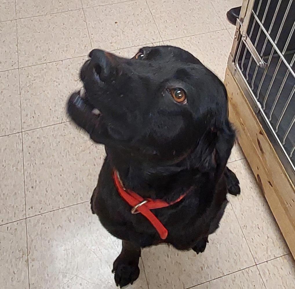 Enlarge Dante, a Adoptable mixed breed in Mocksville, NC image 1/2