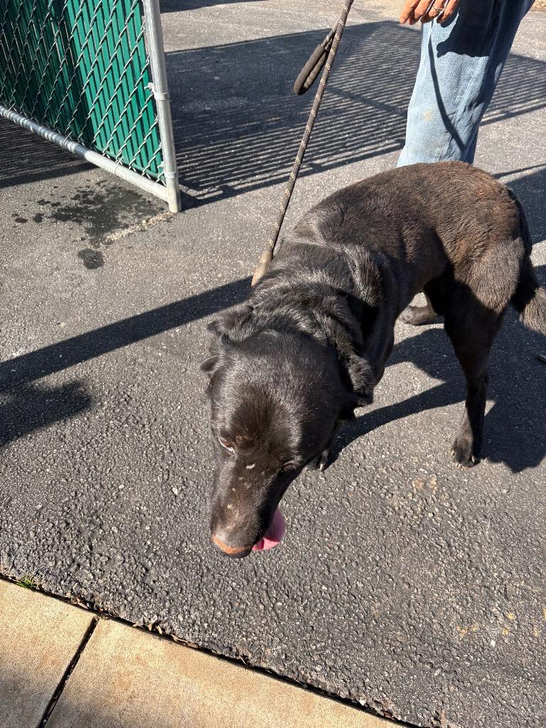 Enlarge Dante, a Adoptable mixed breed in Mocksville, NC image 2/2