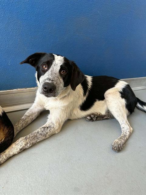 Enlarge TAFFYTA, a Adoptable mixed breed in Visalia, CA image 1/1
