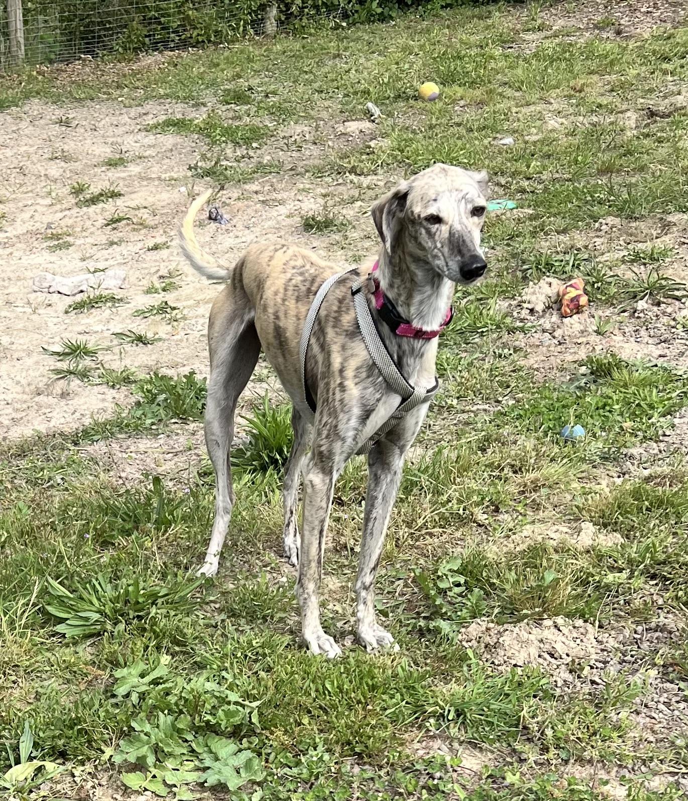 George, ADOPTABLE, Adult Male Greyhound & Saluki.