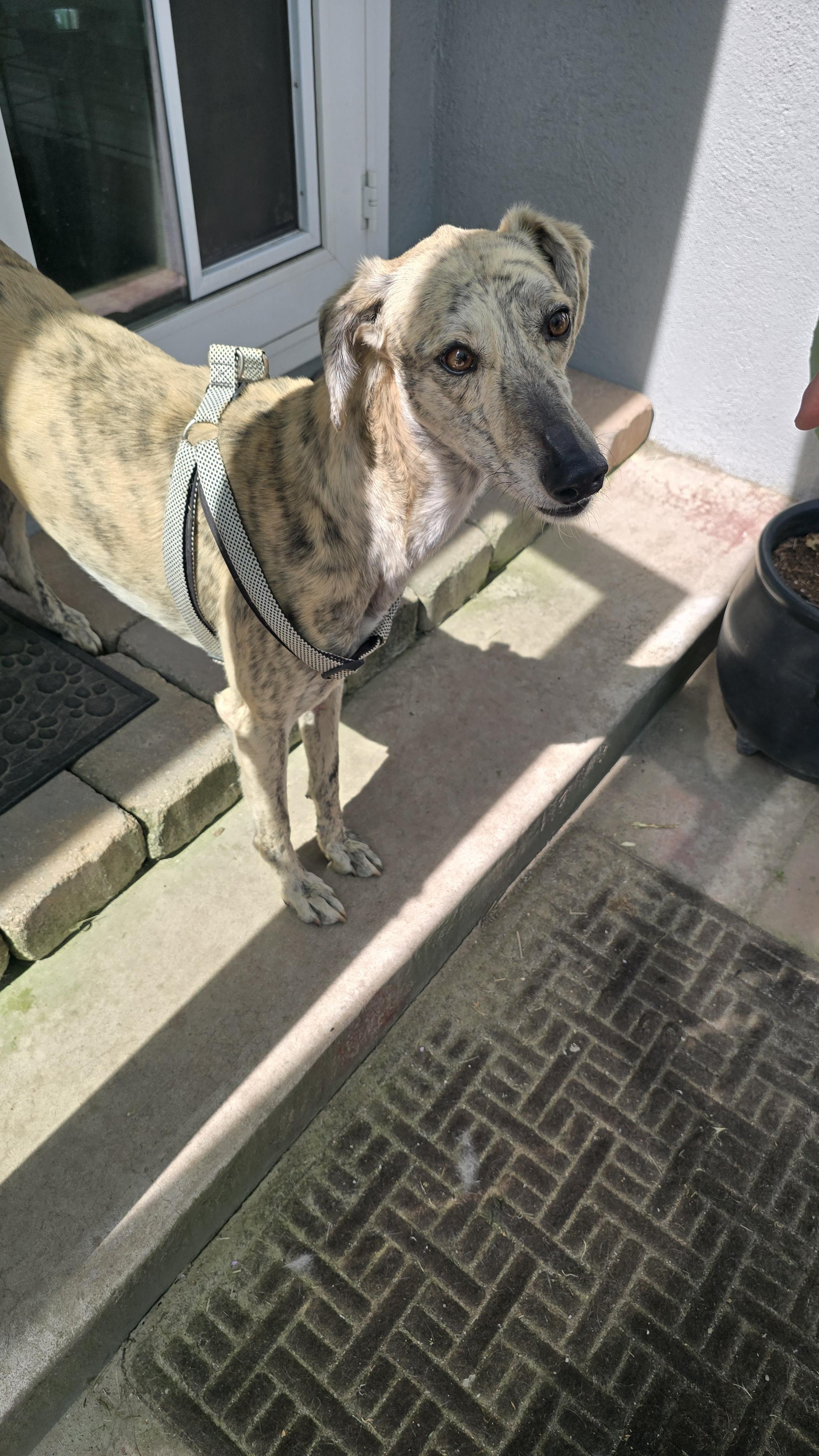 Enlarge George, a ADOPTABLE Greyhound in Santa Rosa, CA image 1/2