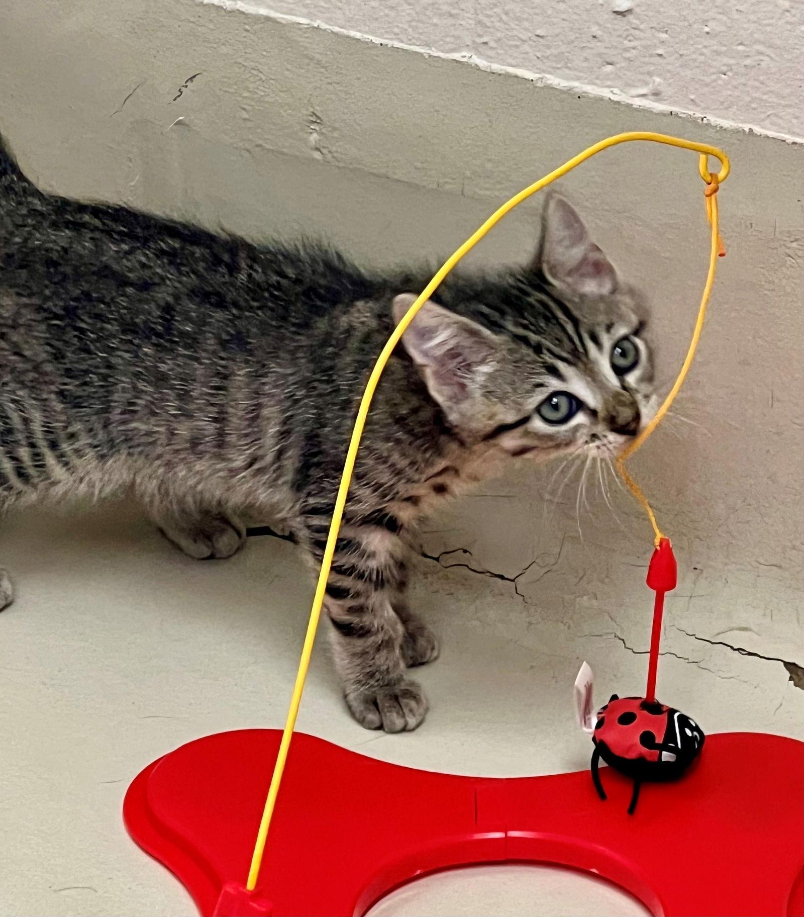 Enlarge 48349, 48350, 48351 - Tinker Bell, Turbo, Tank, a Adopted Tabby in Ellicott City, MD image 1/3