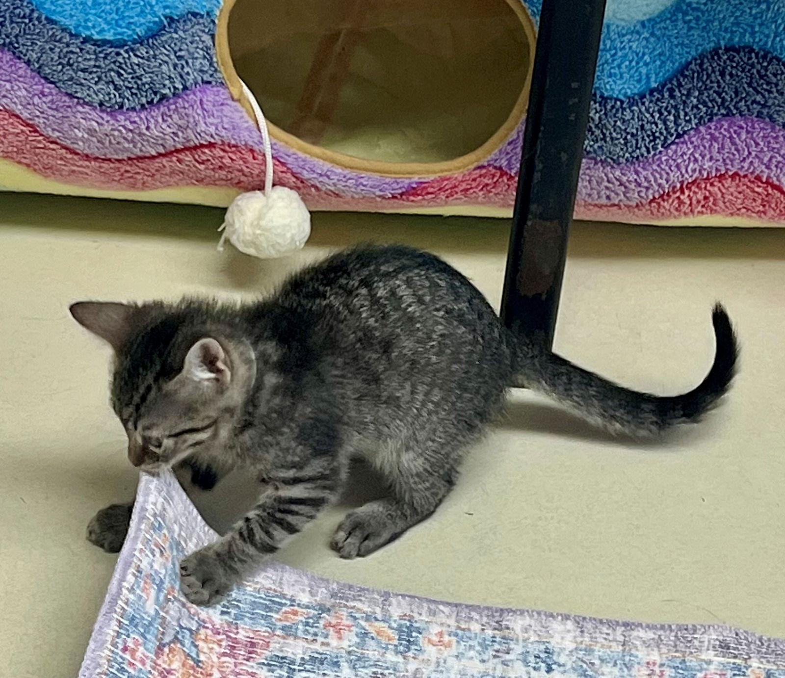 Enlarge 48349, 48350, 48351 - Tinker Bell, Turbo, Tank, a Adopted Tabby in Ellicott City, MD image 2/3