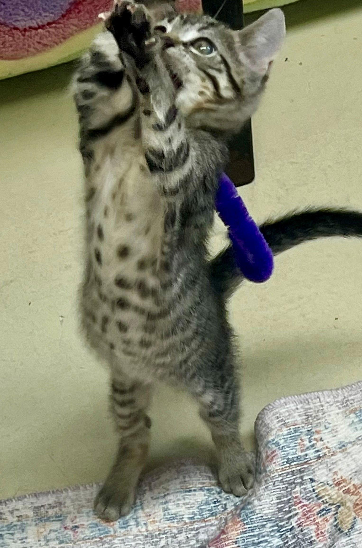 Enlarge 48349, 48350, 48351 - Tinker Bell, Turbo, Tank, a Adopted Tabby in Ellicott City, MD image 3/3