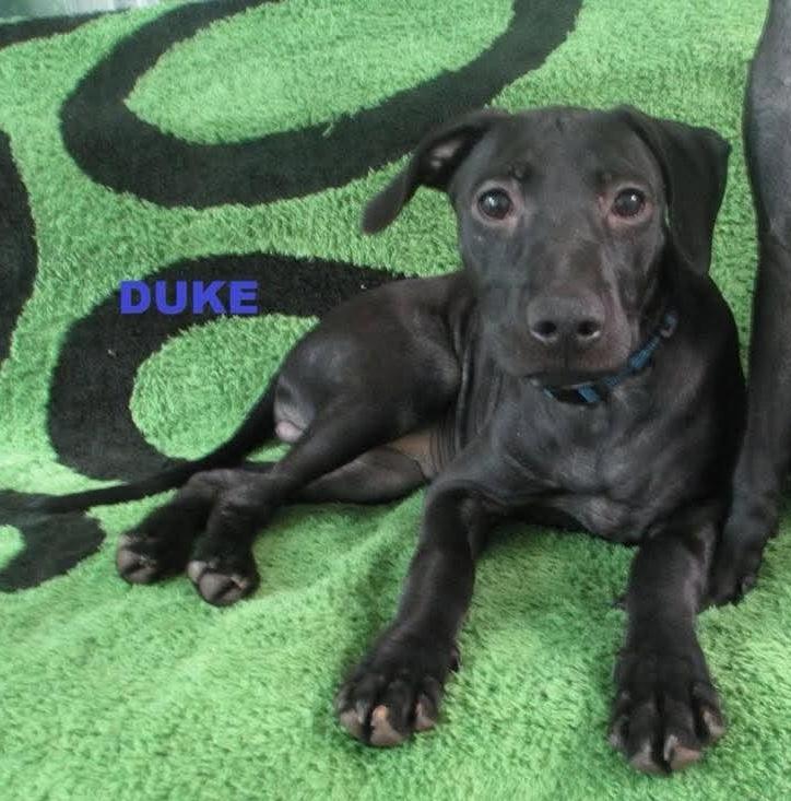 Duke, Adoptable, Puppy Male Pit Bull Terrier & Whippet.
