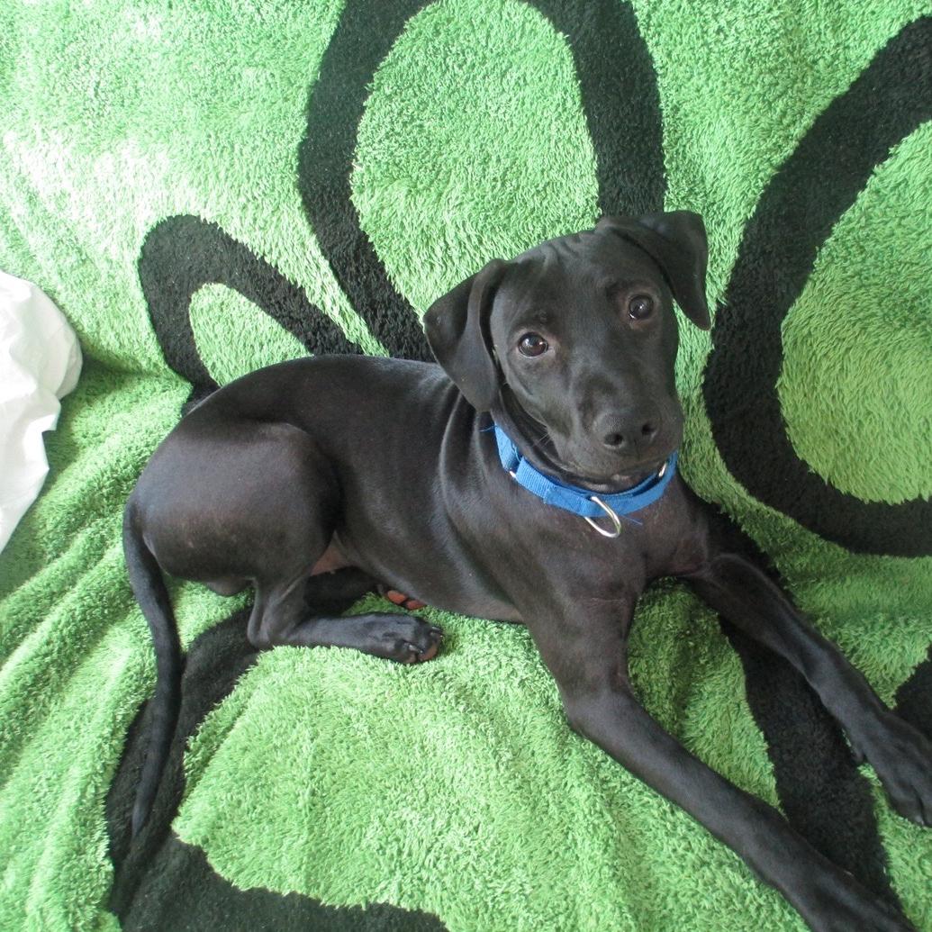 Enlarge Duke, a Adoptable mixed breed in Rochester, NY image 1/6