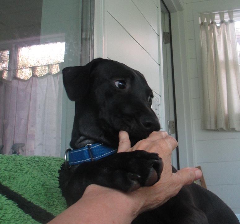 Enlarge Duke, a Adoptable mixed breed in Rochester, NY image 2/6