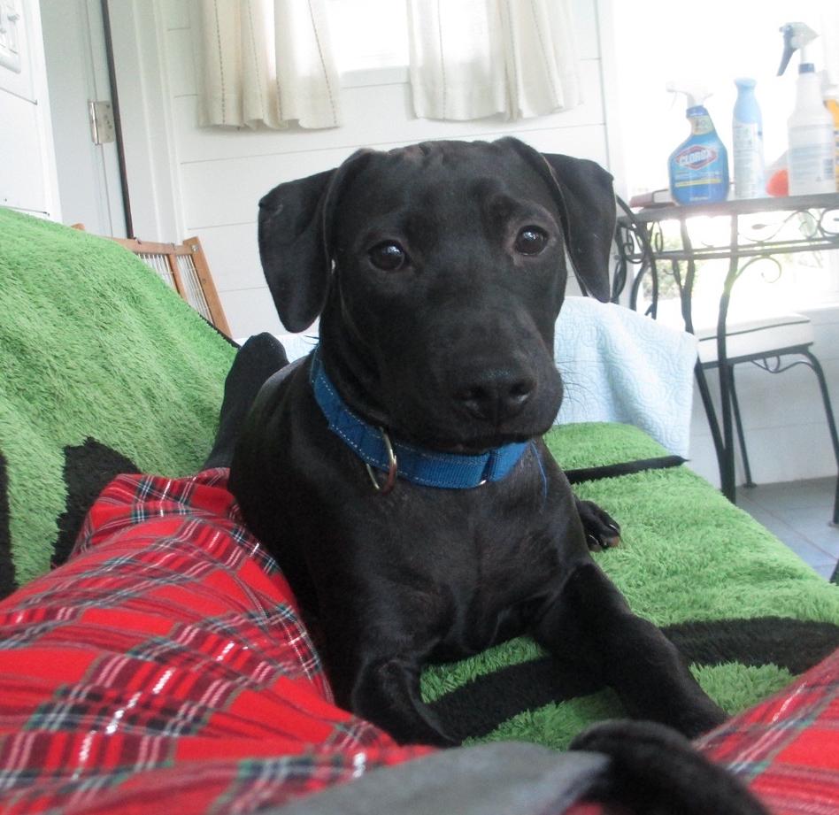 Enlarge Duke, a Adoptable mixed breed in Rochester, NY image 3/6