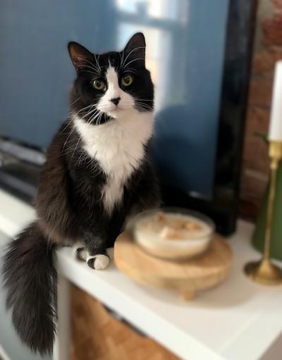 Enlarge Cameo, a ADOPTABLE Domestic Medium Hair in Hamilton, ON image 2/3