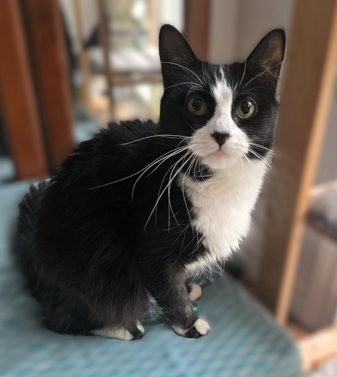 Enlarge Cameo, a ADOPTABLE Domestic Medium Hair in Hamilton, ON image 3/3