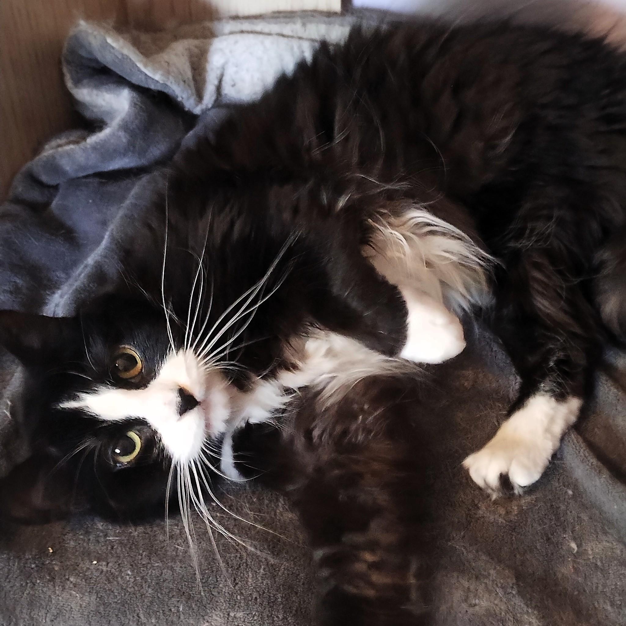 Cameo, ADOPTABLE, Young Female Domestic Medium Hair.