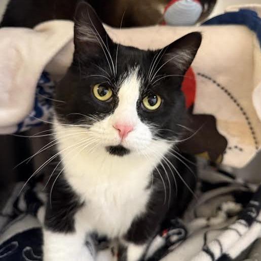 Felix, a Adoptable mixed breed in Saint Cloud, MN image 1/3