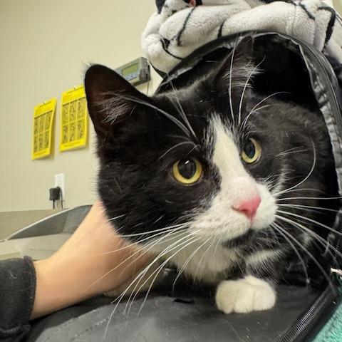 Felix, a Adoptable mixed breed in Saint Cloud, MN image 2/3