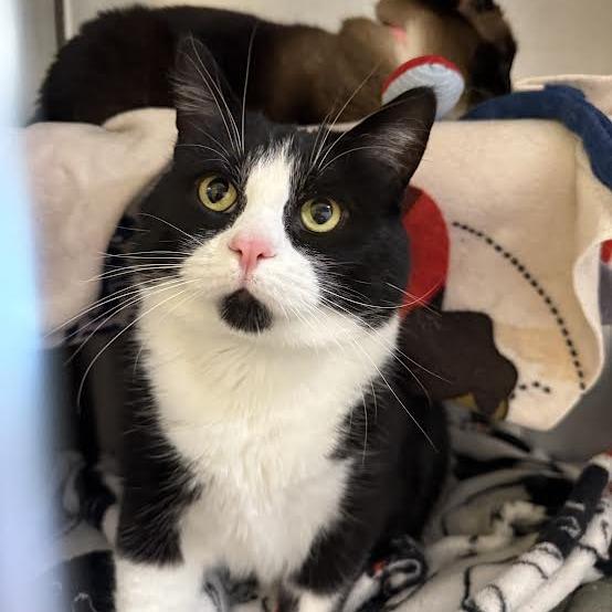 Felix, a Adoptable mixed breed in Saint Cloud, MN image 3/3