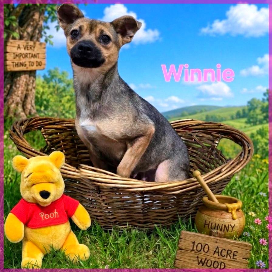 Enlarge Winnie, a Adoptable Mixed Breed in Joliet, IL image 1/1