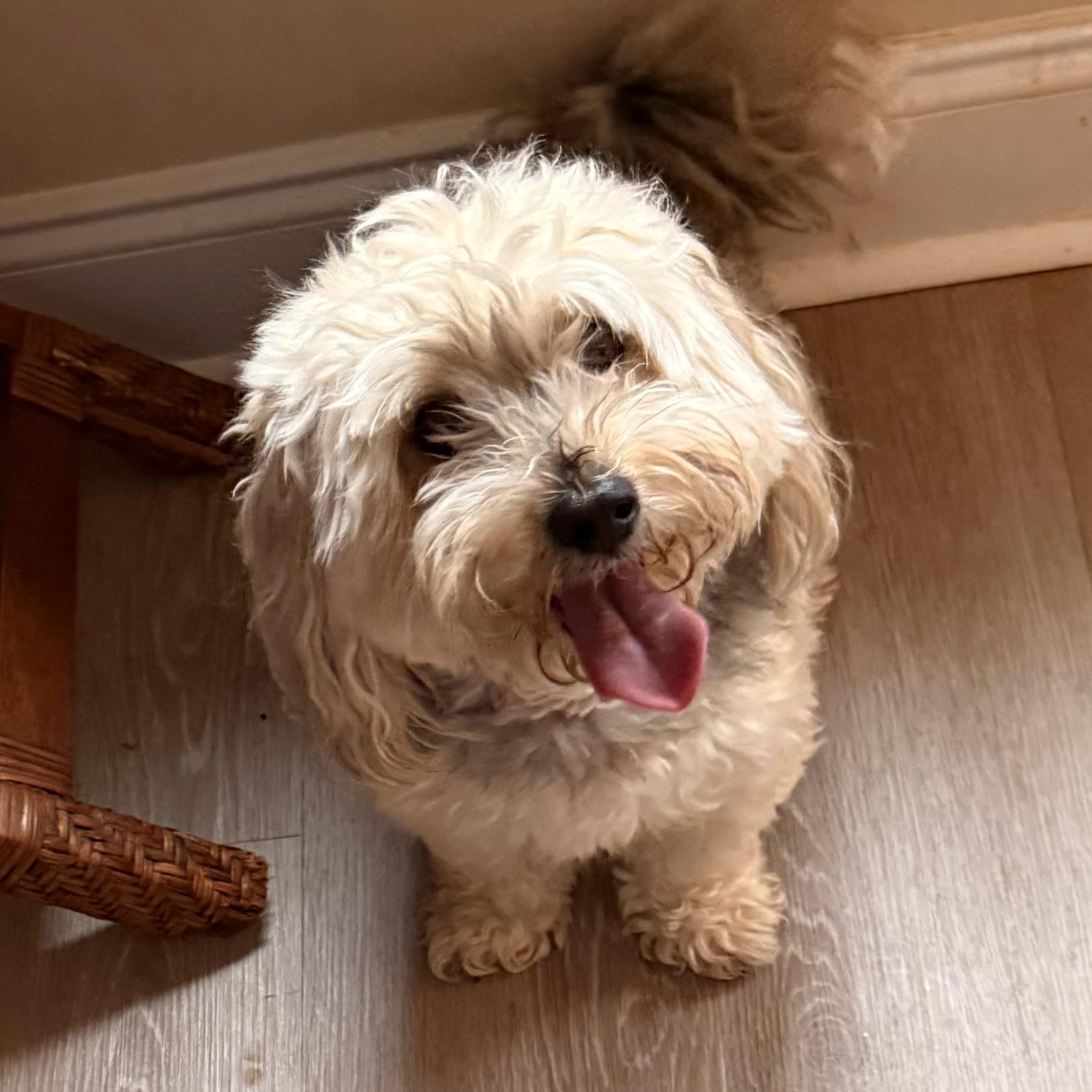Cali, adopted, Young Female Yorkshire Terrier & Maltese.