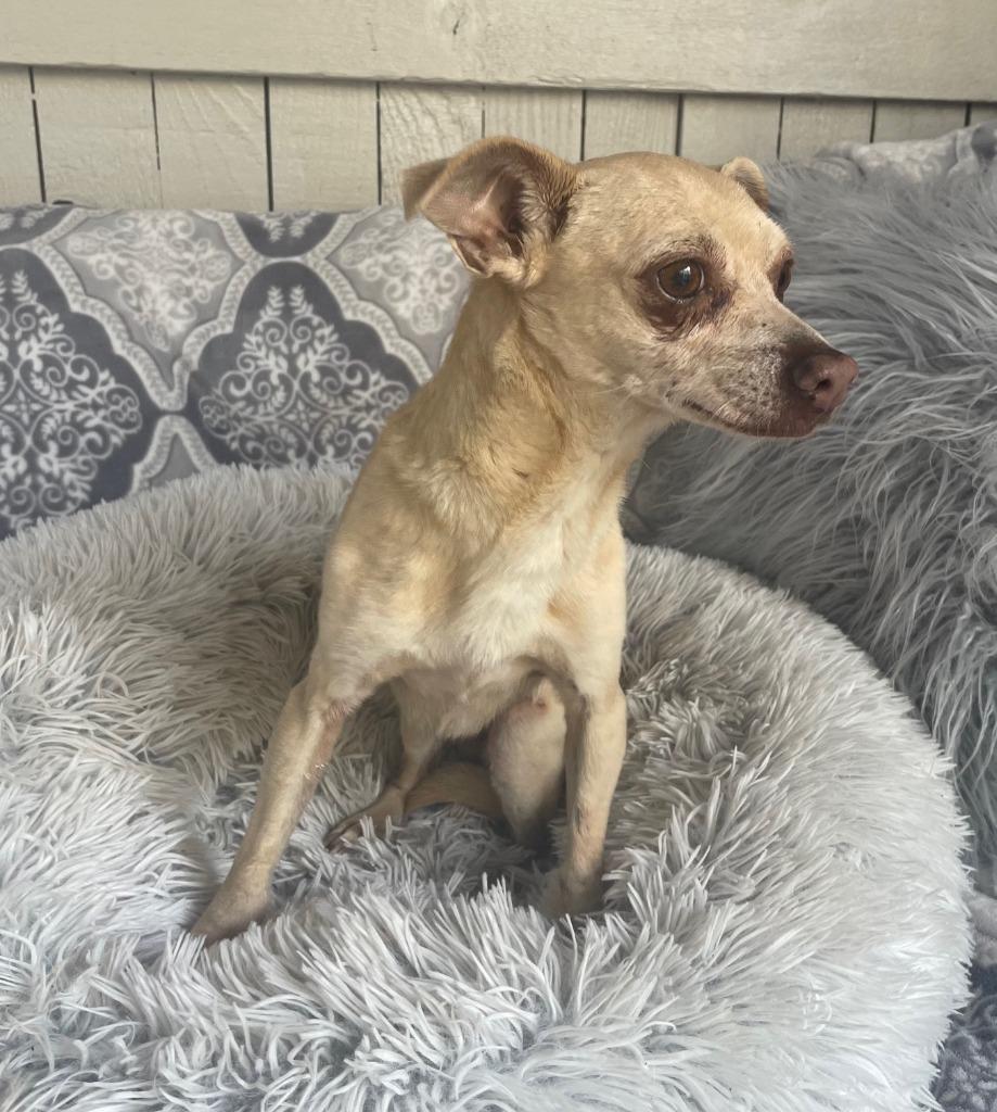 Sasha Fierce, Adoptable, Senior Female Chihuahua.