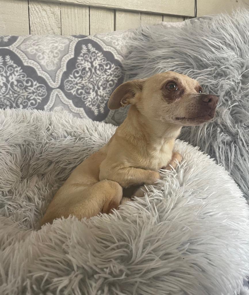 Enlarge Sasha Fierce, a Adoptable Chihuahua in Fort Worth, TX image 2/4