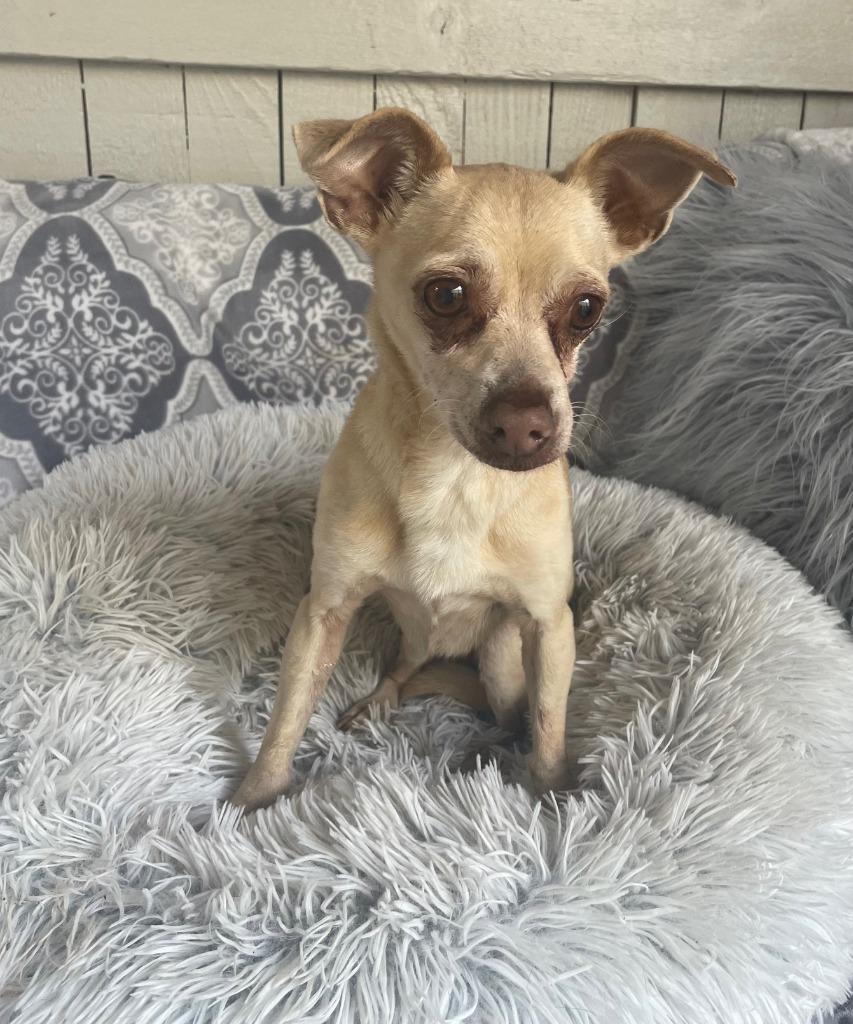 Enlarge Sasha Fierce, a Adoptable Chihuahua in Fort Worth, TX image 3/4