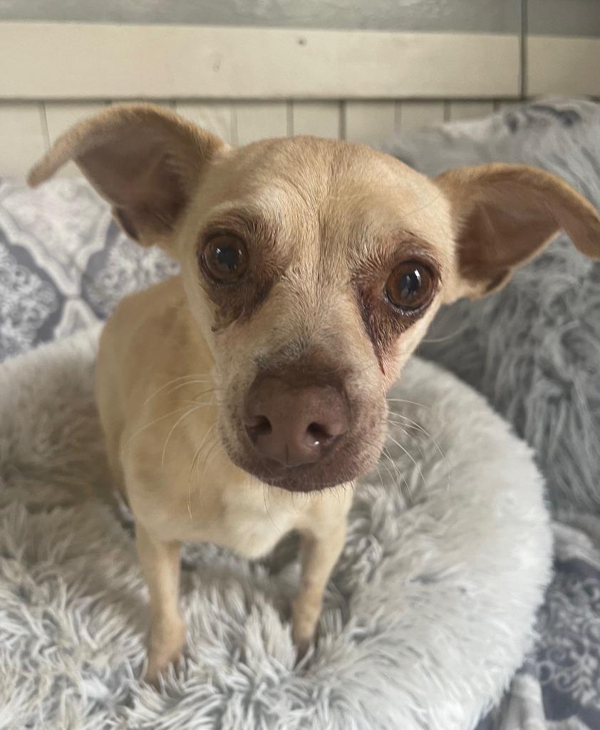 Enlarge Sasha Fierce, a Adoptable Chihuahua in Fort Worth, TX image 4/4