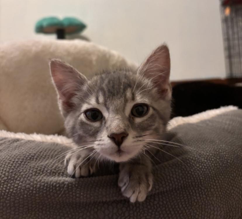 Big Man, a ADOPTABLE Domestic Short Hair in Buffalo, NY image 2/5