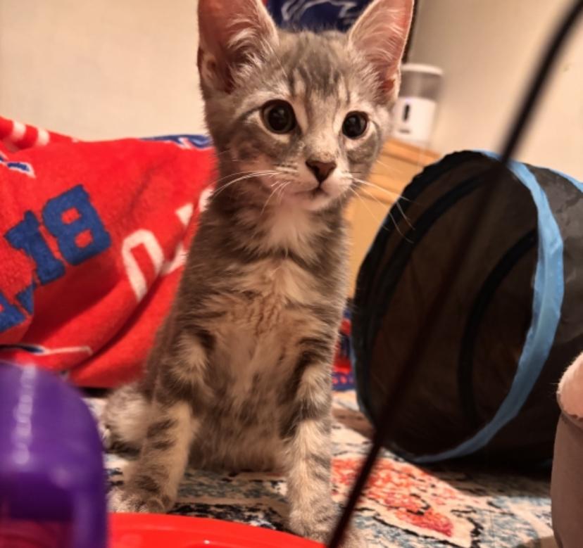 Big Man, a ADOPTABLE Domestic Short Hair in Buffalo, NY image 3/5