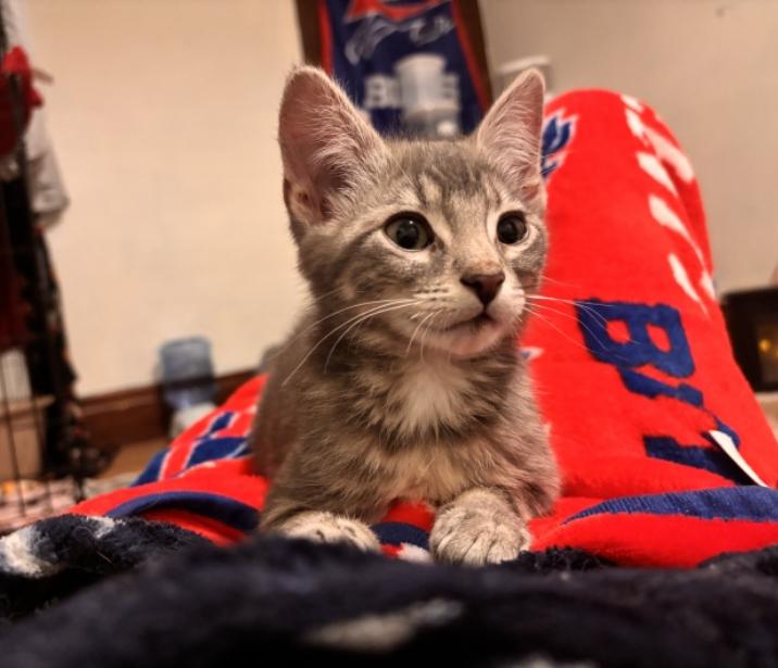 Big Man, a ADOPTABLE Domestic Short Hair in Buffalo, NY image 1/5