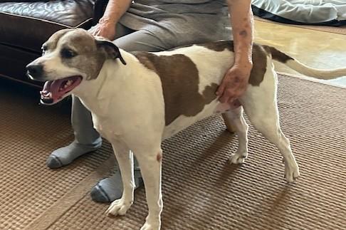 Enlarge MANDY and BEAR, a Adopted mixed breed in Shawnee, OK image 1/1