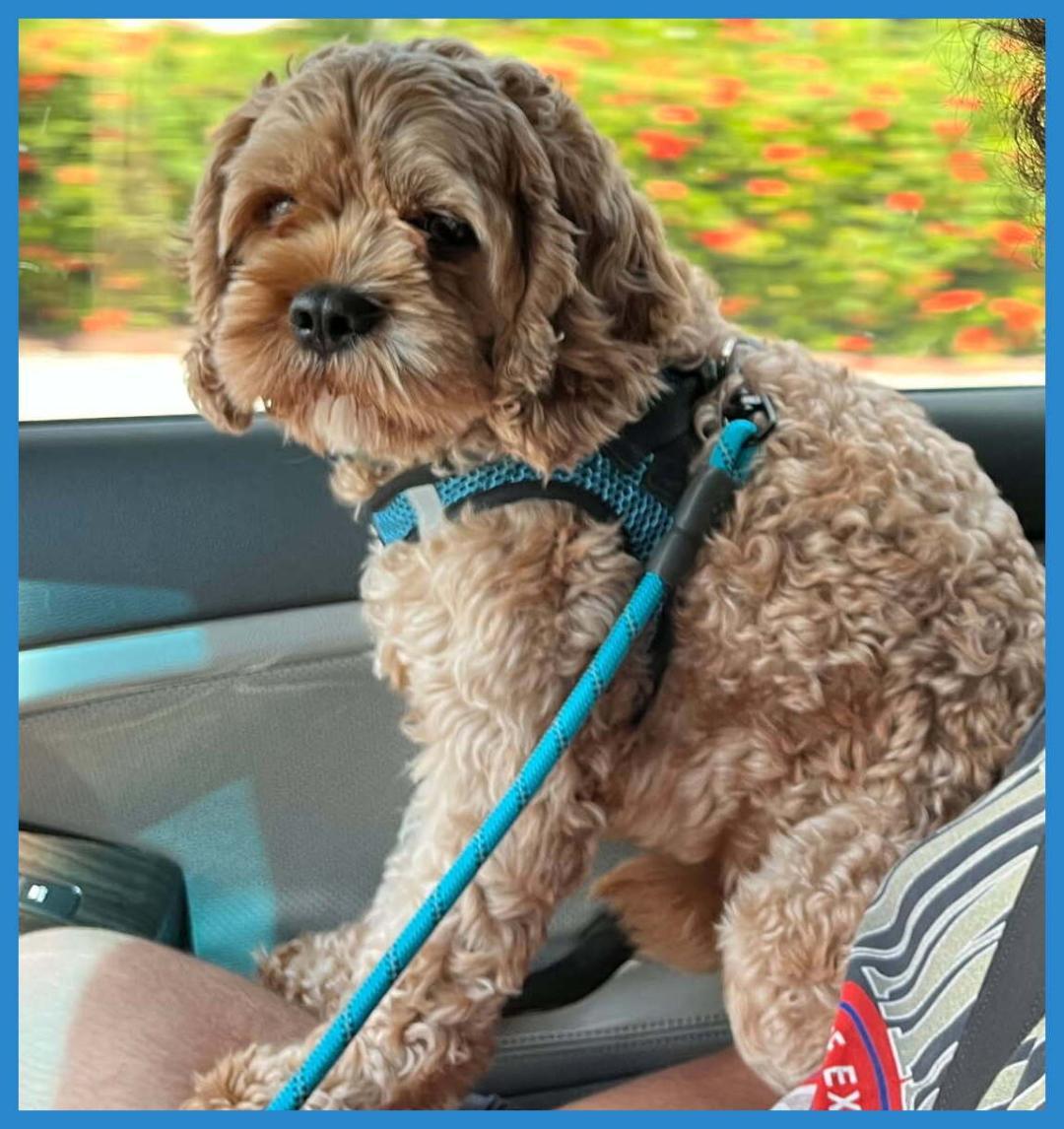 Loki, Adopted, Adult Male Cavapoo.