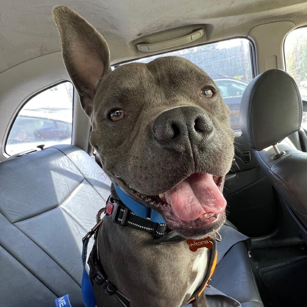 Hitch, Adoptable, Adult Male Pit Bull Terrier & French Bulldog.