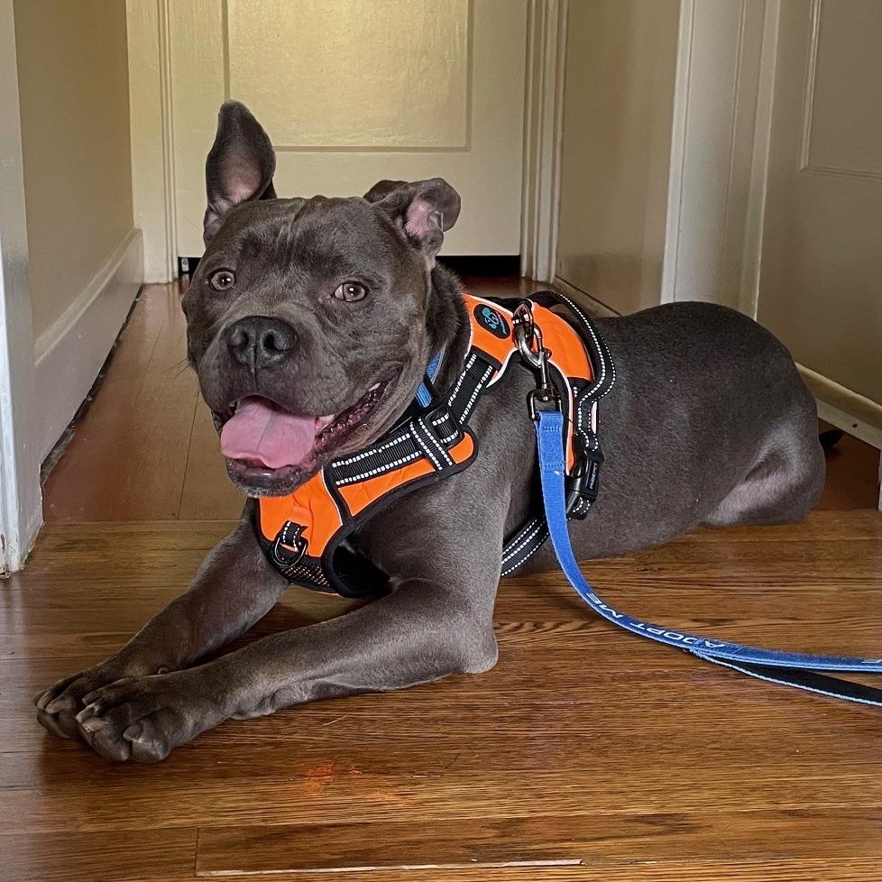 Enlarge Hitch, a Adoptable mixed breed in Pasadena, CA image 2/6