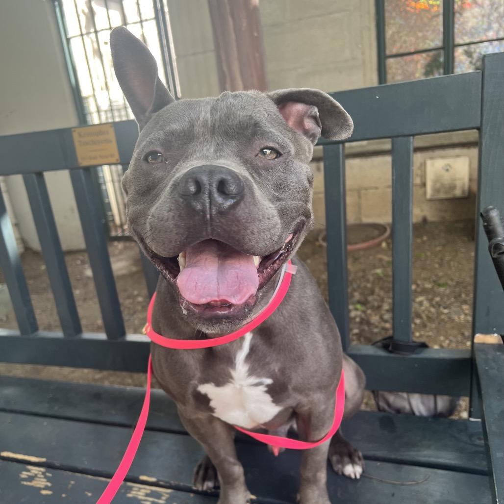 Enlarge Hitch, a Adoptable mixed breed in Pasadena, CA image 3/6