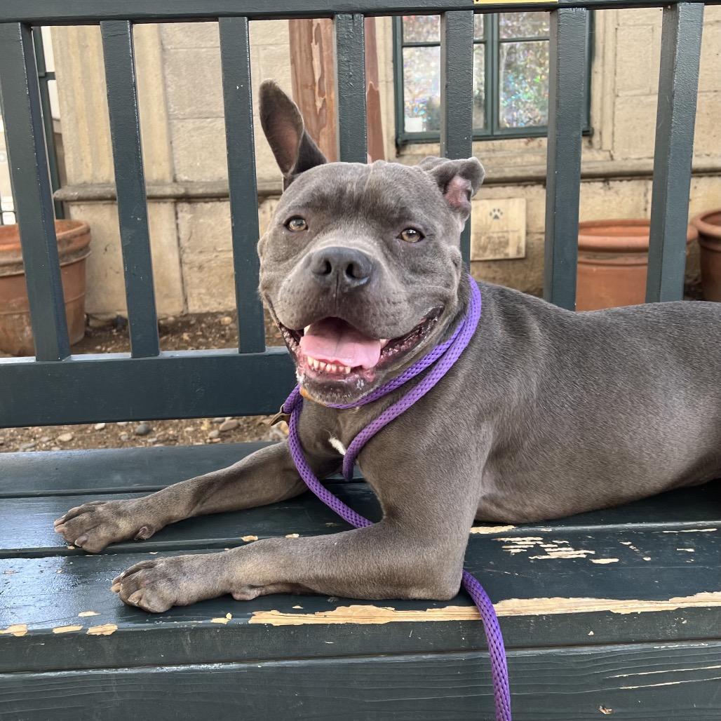 Enlarge Hitch, a Adoptable mixed breed in Pasadena, CA image 4/6