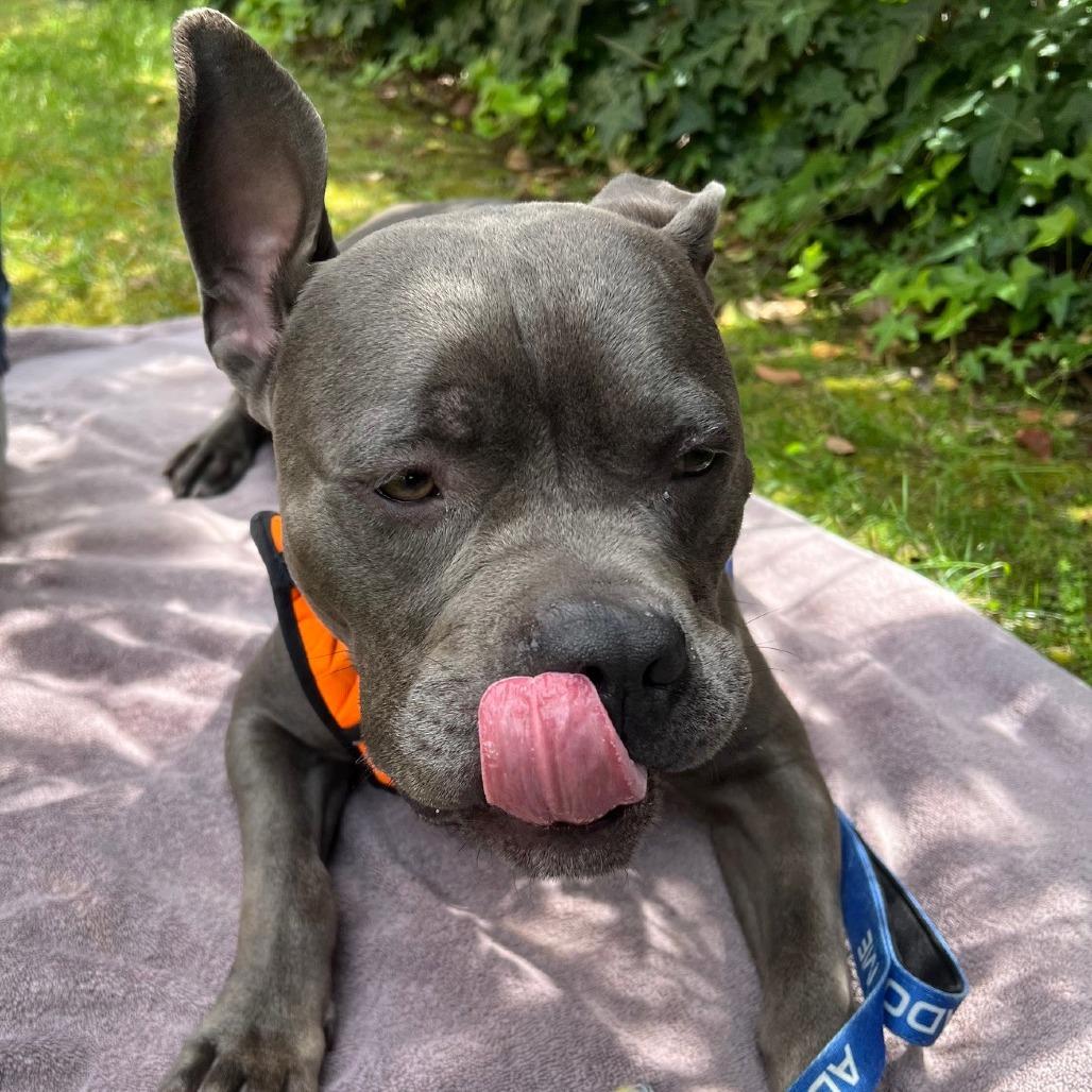 Enlarge Hitch, a Adoptable mixed breed in Pasadena, CA image 5/6