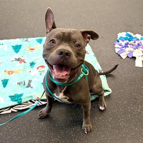 Enlarge Hitch, a Adoptable mixed breed in Pasadena, CA image 1/1