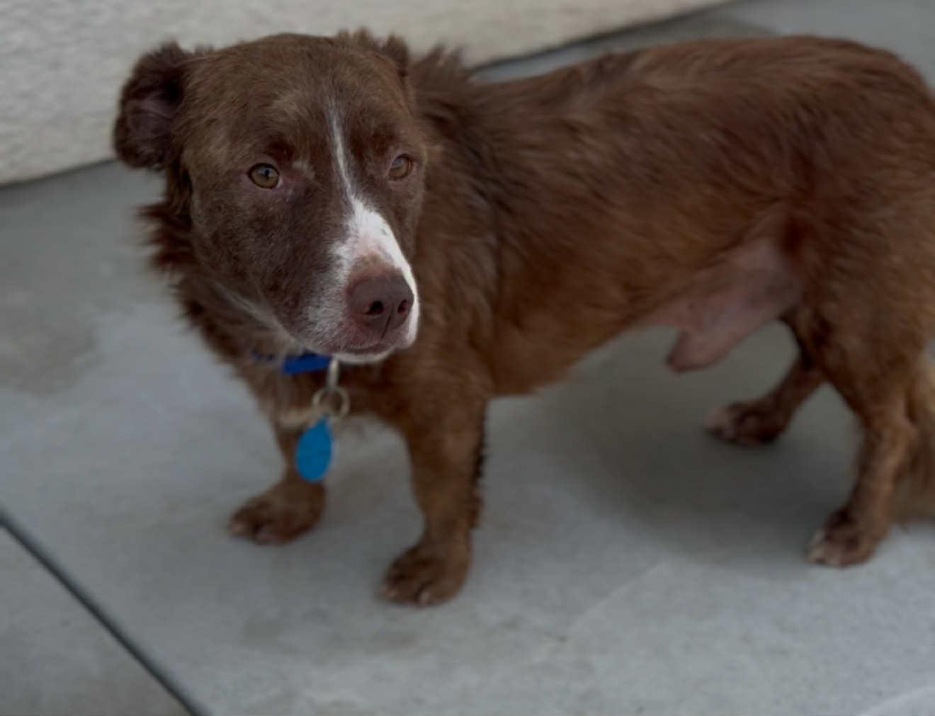 Basil, Adoptable, Adult Male Terrier.