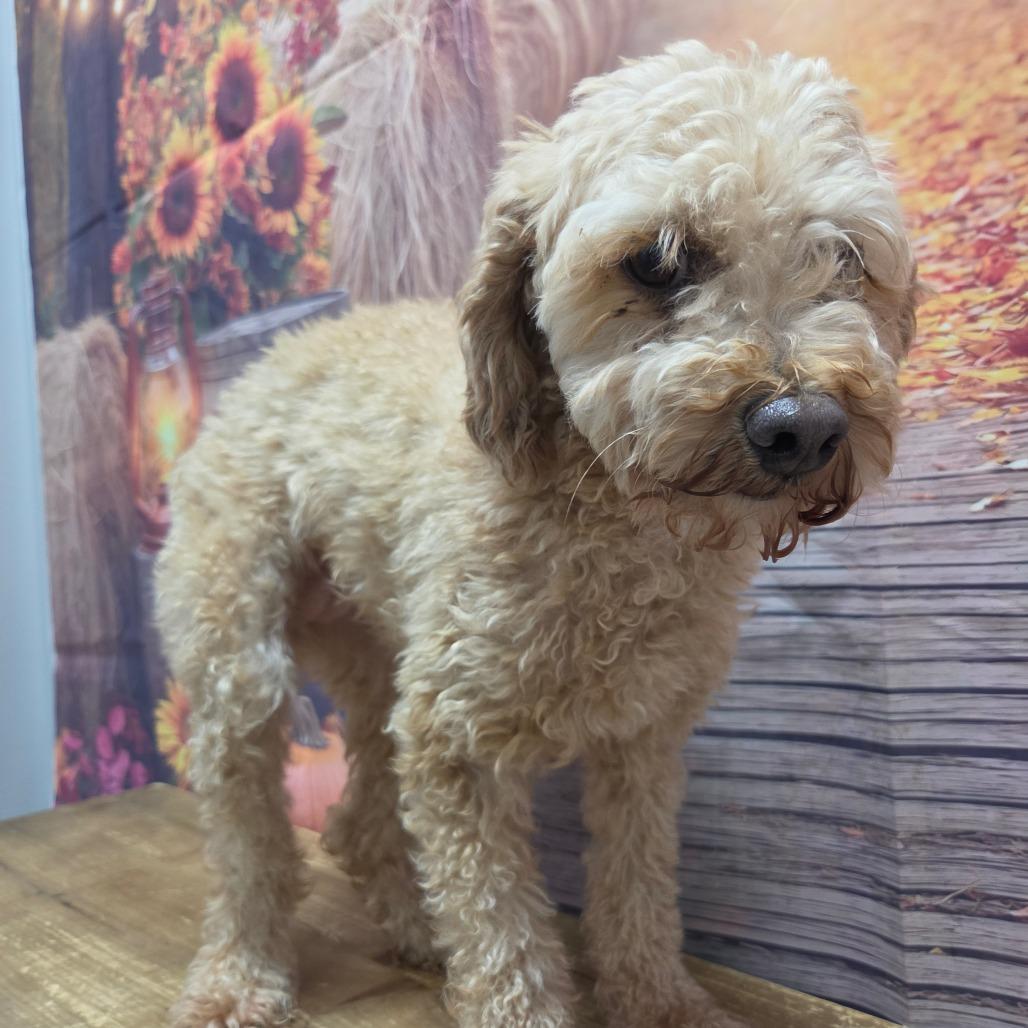 Enlarge Liza, a Adoptable Miniature Poodle in Normal, IL image 1/5
