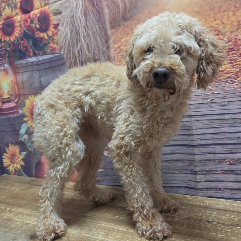Enlarge Liza, a Adoptable Miniature Poodle in Normal, IL image 2/5