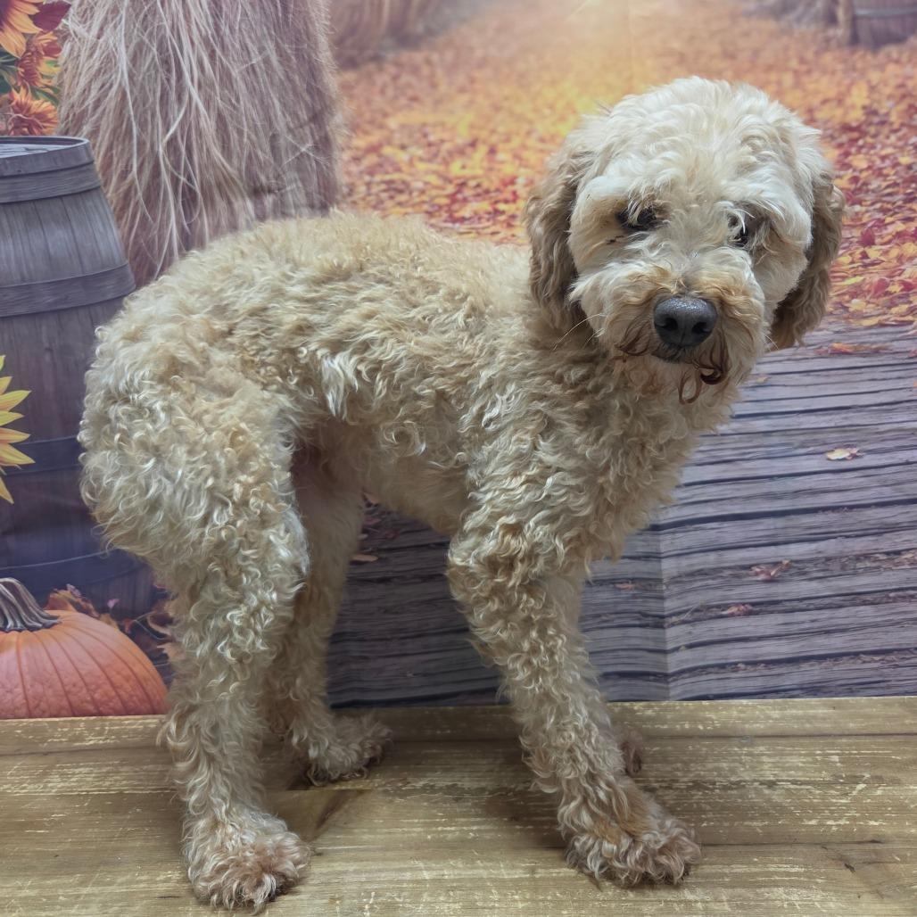 Enlarge Liza, a Adoptable Miniature Poodle in Normal, IL image 3/5