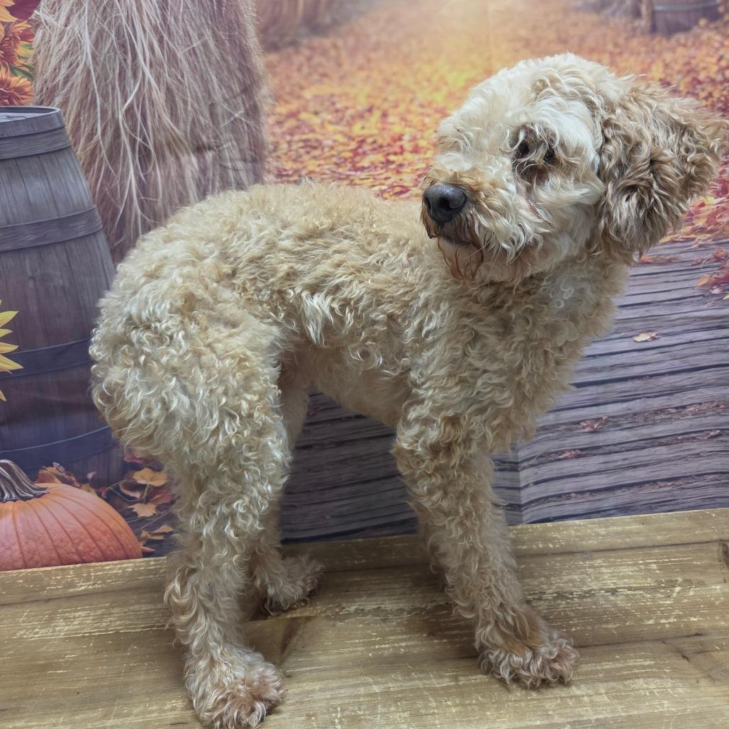 Enlarge Liza, a Adoptable Miniature Poodle in Normal, IL image 4/5