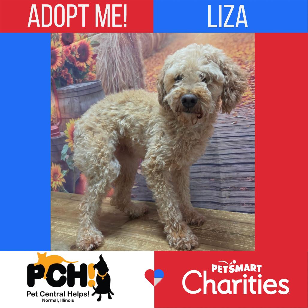 Enlarge Liza, a Adoptable Miniature Poodle in Normal, IL image 5/5