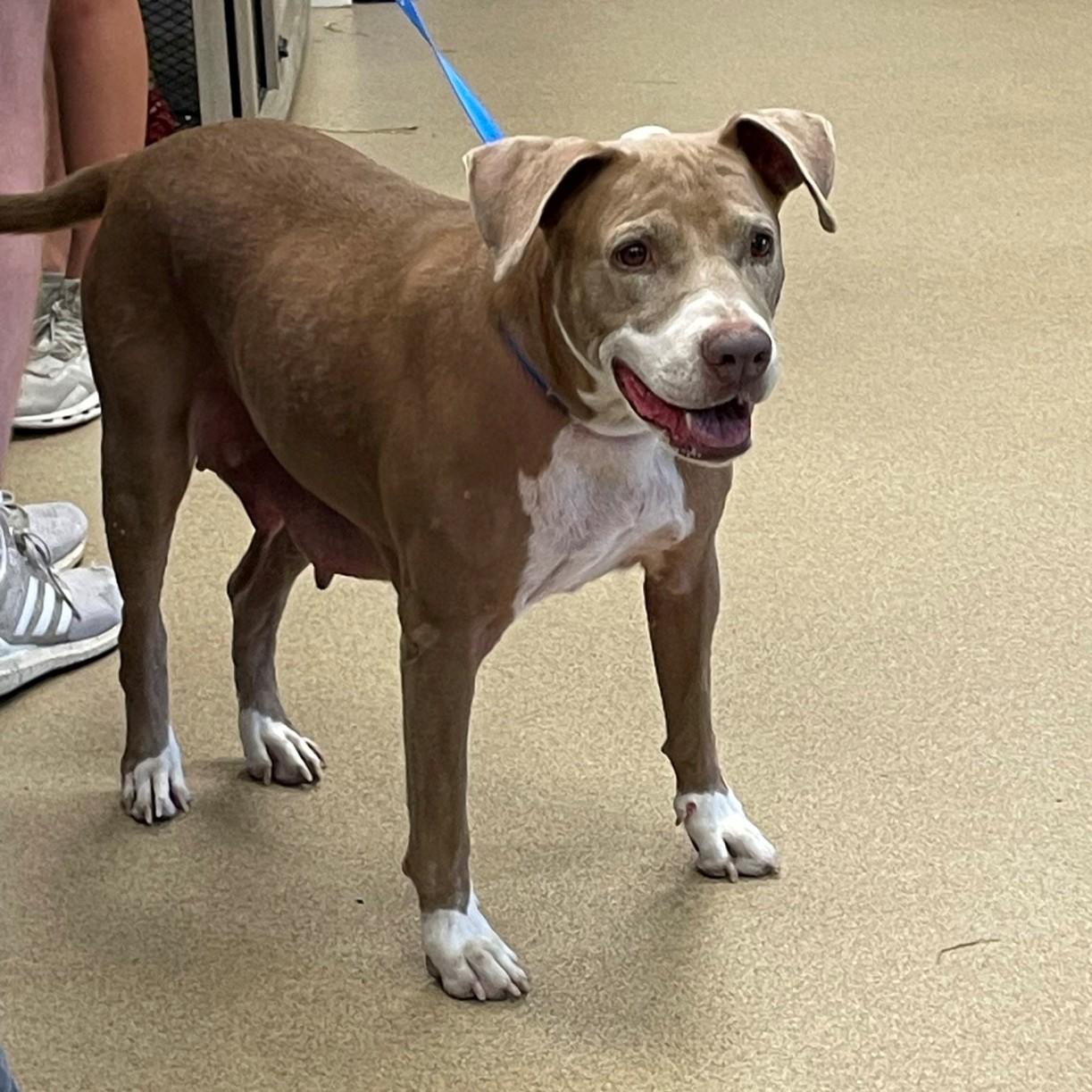 Ginger A213456