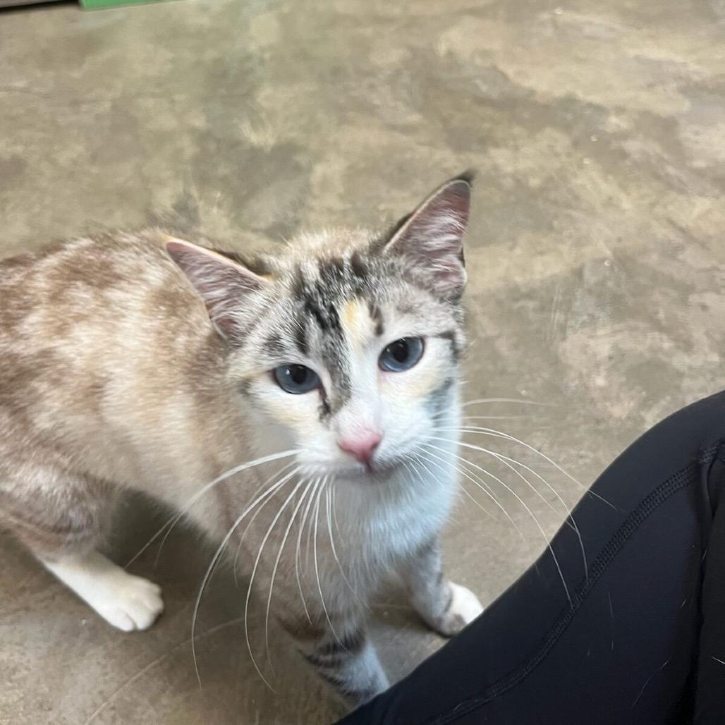 Princess Bean, Adoptable, Adult Female Domestic Short Hair.