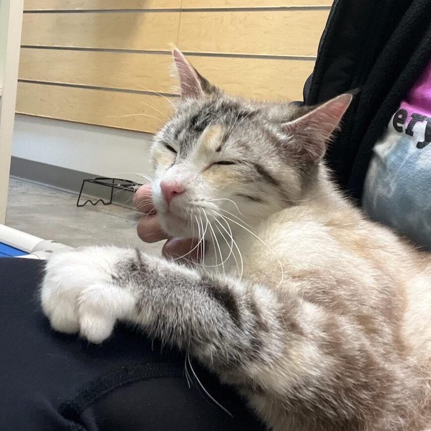 Enlarge Princess Bean, a Adoptable Domestic Short Hair in Colorado Springs, CO image 2/6