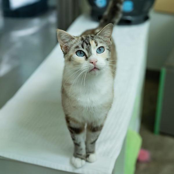 Enlarge Princess Bean, a Adoptable Domestic Short Hair in Colorado Springs, CO image 3/6